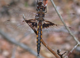 Mantled Baskettail